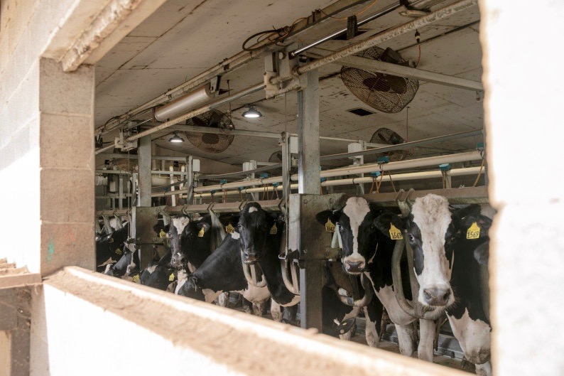 Dairy producers are facing a milk surplus as the result of coronavirus-related disruptions to the food supply chain. (Photo by Anne Wernikoff for CalMatters)