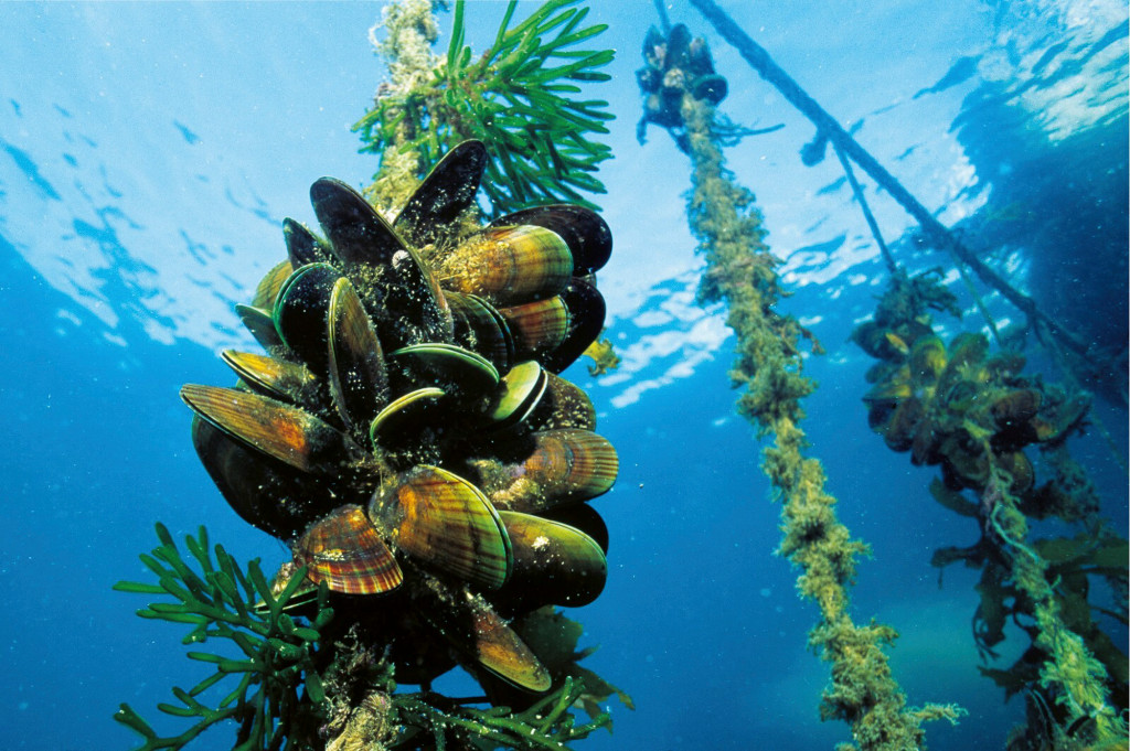 A large mussel farming operation is proposed for the waters off Ventura. (Photo by South Australian Research and Development Institute via NOAA)