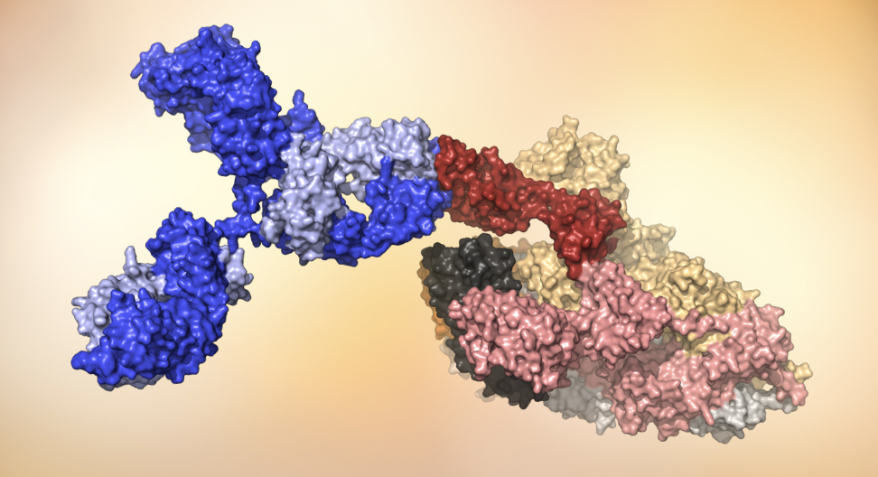 A human antibody (blue) attaches to the receptor binding domain (red) on the SARS-CoV-2 virus. (Crystal structure courtesy of the Burton lab.)