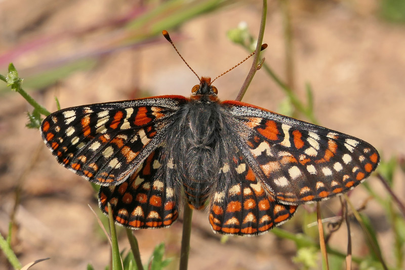 Quino checkerspot butterfly. (Photo by Robert A. Hamilton, Hamilton Biological)
