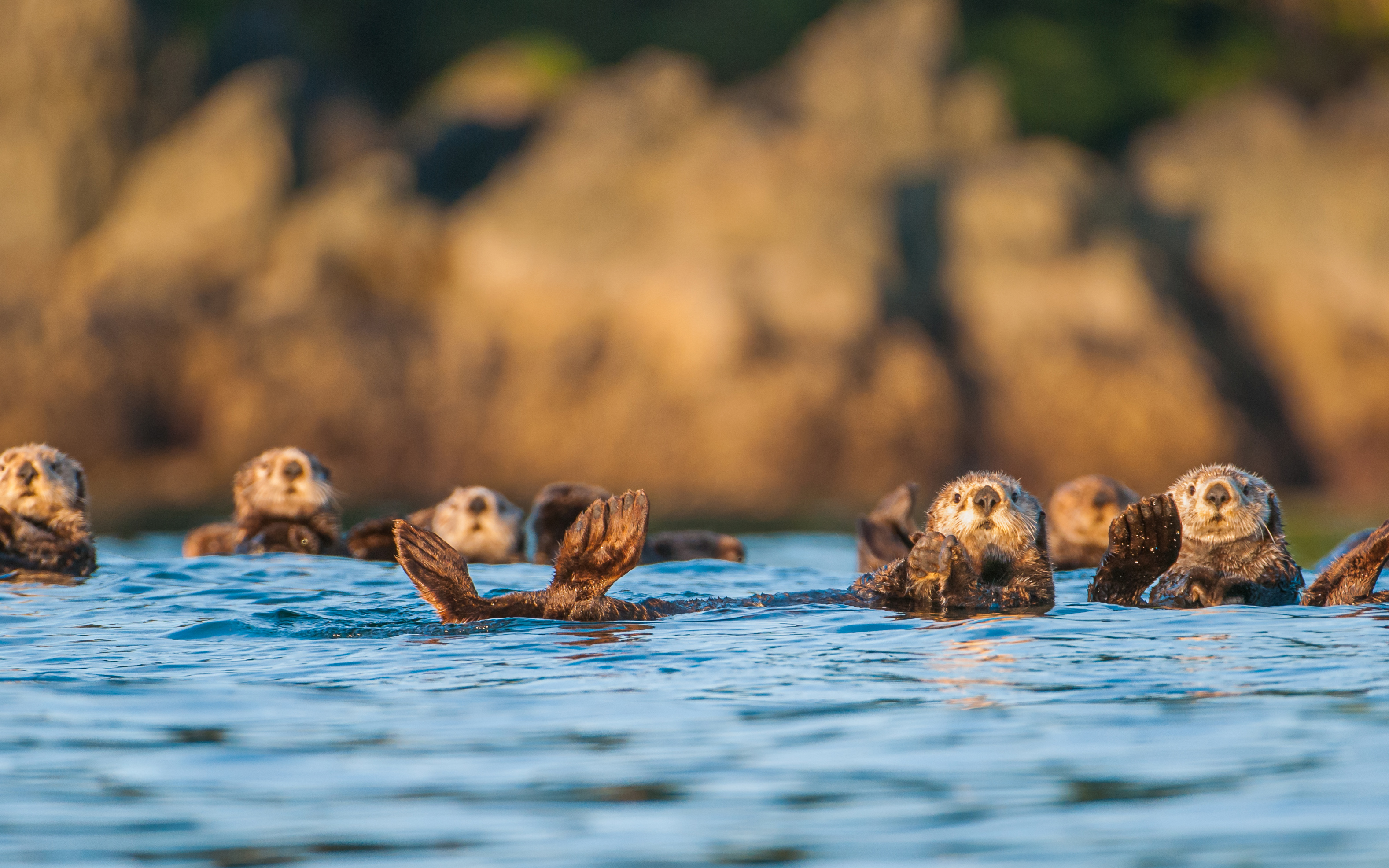 A new study offers fresh perspectives on the ecological and economic impact of sea otters. (Credit: James Thompson)