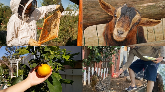 Urban farming. (Images courtesy of City of San Diego)