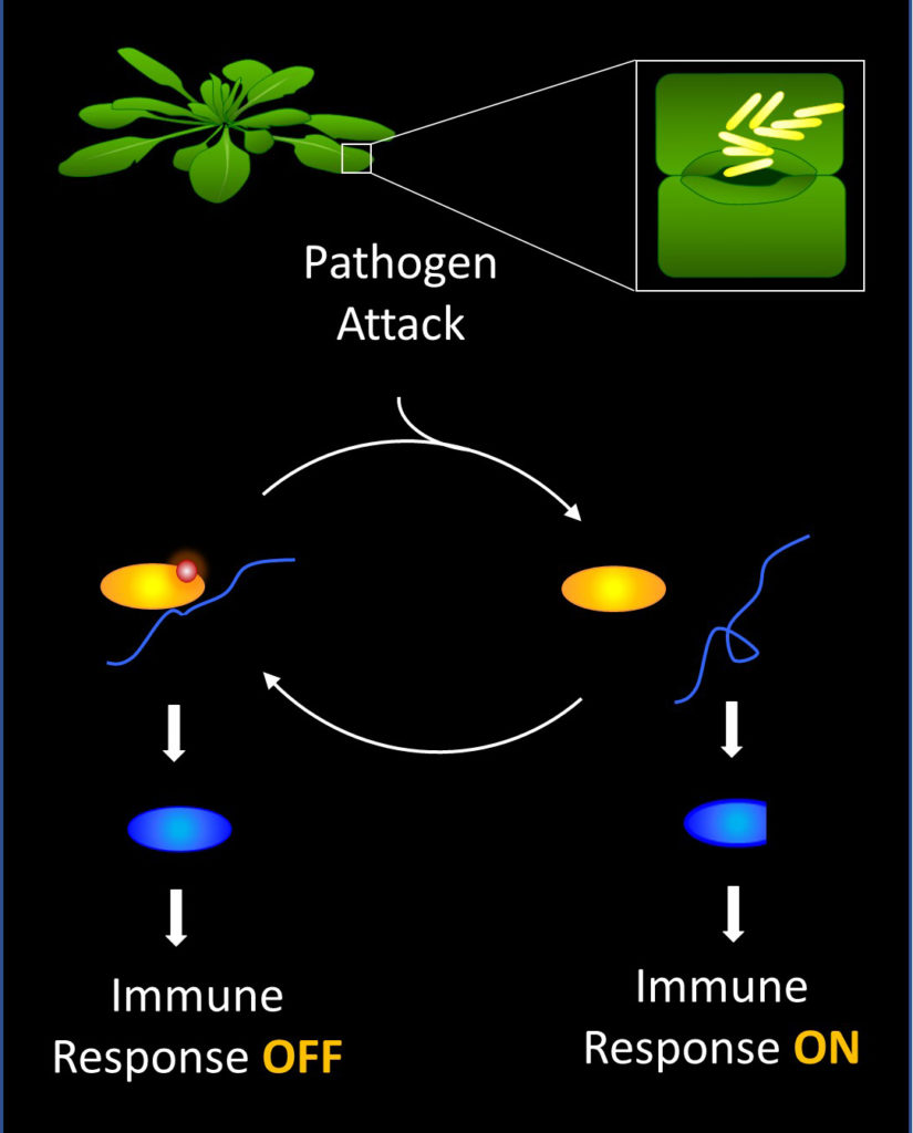 A new report describes the discovery of an “on-off” switch used in plant defenses. (Huffaker Lab, UC San Diego)