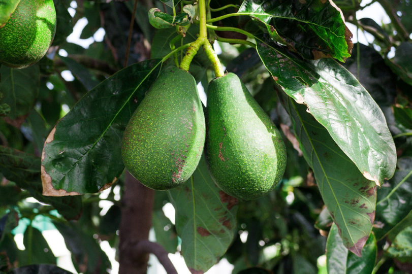 Avocados (Photo courtesy of County of San Diego)