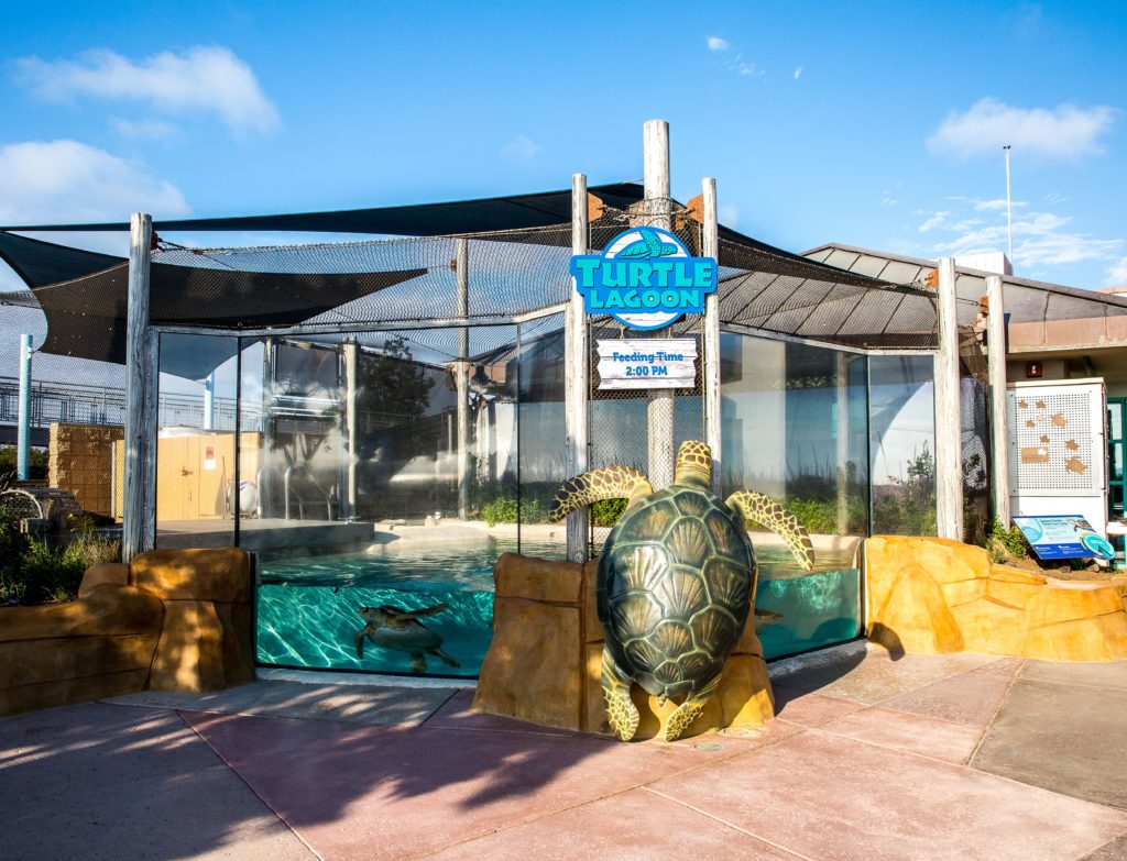 Turtle Lagoon before closure of the Living Coast Discovery Center.