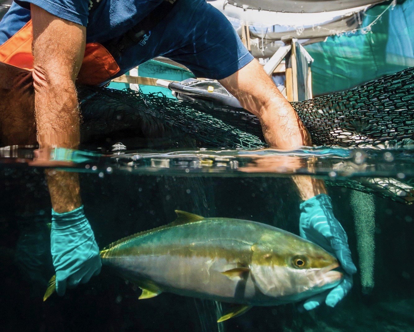 A researcher shown with a California yellowtail at Hubbs-SeaWorld Research Institute Mission Bay headquarters.