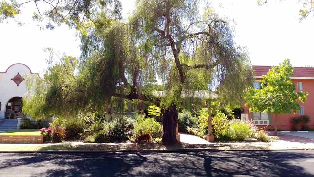 Kensington Tree (Photo courtesy of Save Our Heritage Organization)