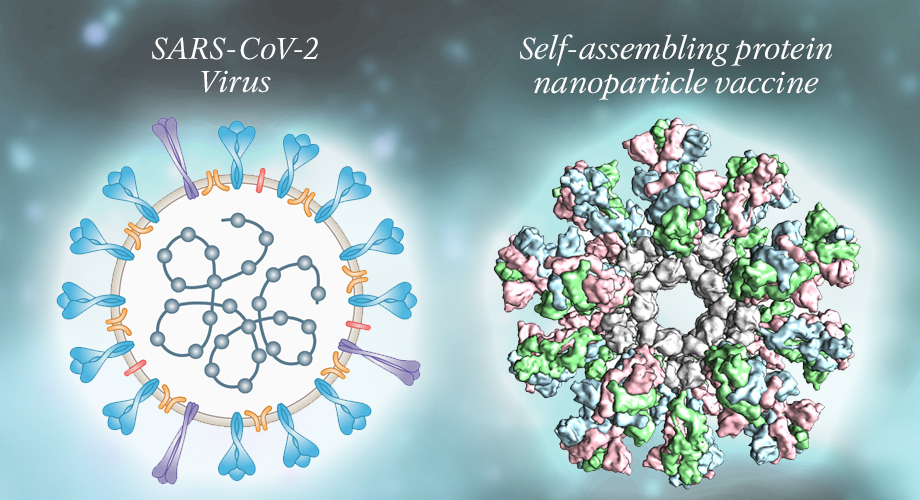 Illustration courtesy of Scripps Research