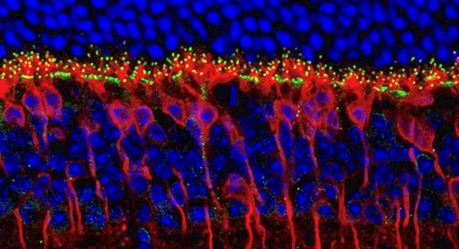 To enable vision, photoreceptors in the retina make synaptic contacts (green) with their partners called “ON bipolar neurons” (red) and transmit information to the brain. Cellular nuclei shown in blue. (Microscopy image of mouse retina courtesy of Martemyanov lab.)