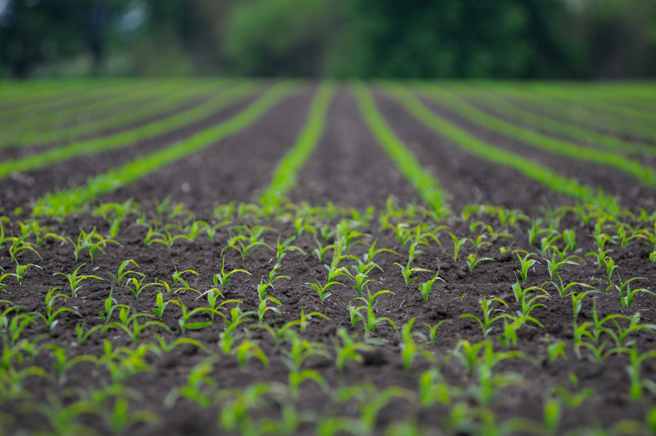 The Salk Institute’s Harnessing Plants Initiative is an innovative, scalable and bold approach to fight climate change by optimizing a plant’s natural ability to capture and store carbon and adapt to diverse climate conditions. (Credit: Paul Orr/Shutterstock.com)