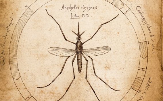 Genetically-engineered mosquitoes for malaria control. (Credit: Valentino Gantz)