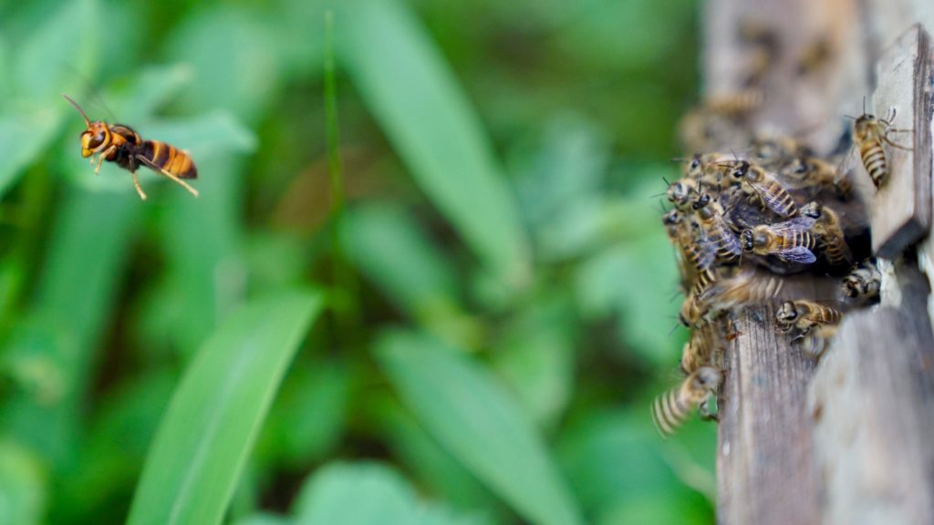 Multiple guard bees perform the ‘I see you’ signal and successfully repulse a hornet, which is seen flying away from the colony. (Photo by Shihao Dong)