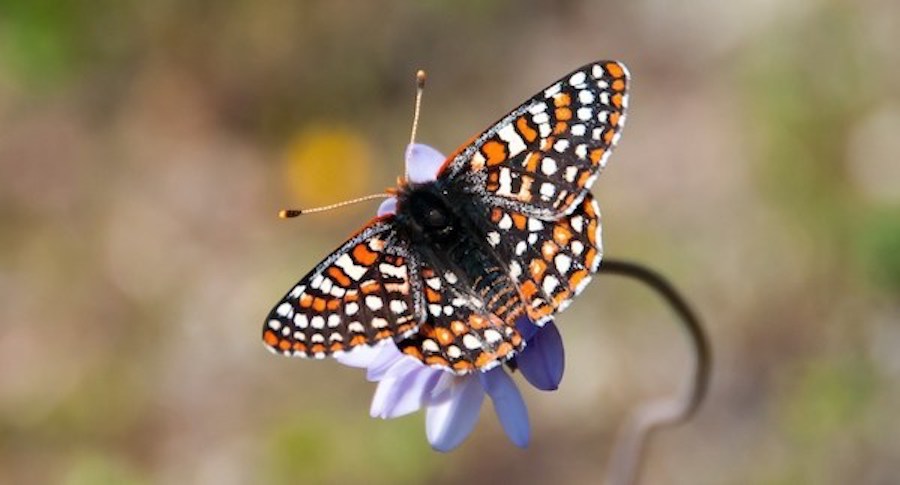The Quino checkerspot butterfly. (Photo via Flickr by Andrew Fisher/USFWS Volunteer Biologist)
