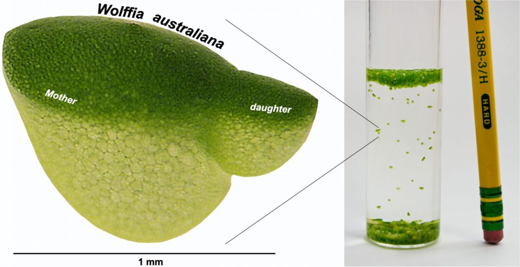 The tiny aquatic plant Wolffia, also known as duckweed, is the fastest-growing plant known. (Credit: Sowjanya Sree/Philomena Chu) Click here for a high-resolution image