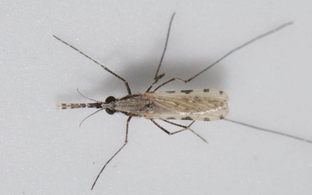 Adult female Anopheles stephensi mosquito. (Photo courtesy of P.J. Bryant)