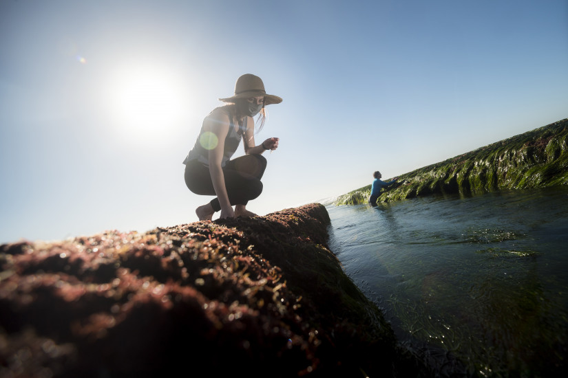 UC San Diego Ph.D.student Taylor Steele and advisor Bradley Moore (shown in the background) collect seaweed at the tide pools in La Jolla. (Photo by Erik Jepsen/UC San Diego)