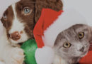 ‘Tis the Season to Help Our Furry Friends Have a Happy Holiday – Donate Online to SDCCU ‘Presents for Paws’